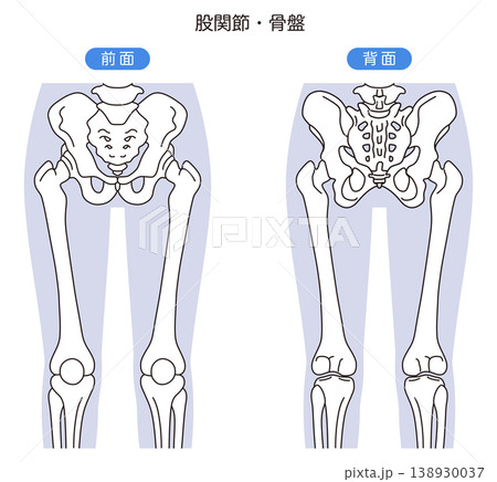 骨盤と股関節 前面 背面 骨盤と股関節 前面 背面 138930037