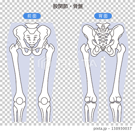 骨盤と股関節 前面 背面 骨盤と股関節 前面 背面 138930037