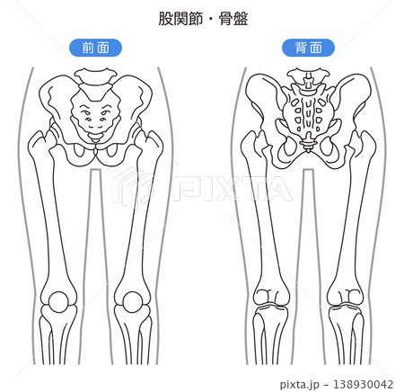 骨盤と股関節　　前面　背面 138930042