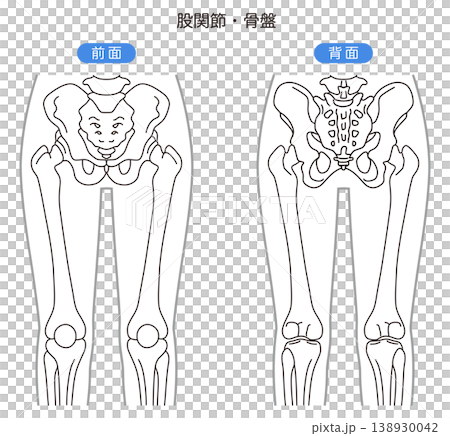 Pelvis and hip joint: Front view, Back view 138930042