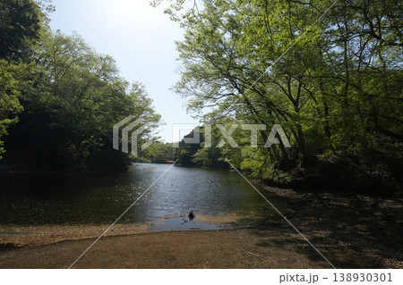新緑の震生湖 新緑の震生湖 138930301