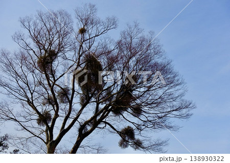 宿木と青空 宿木と青空 138930322
