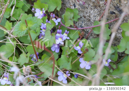 早春の道端に咲く薄紫色のツタバウンランの小さな花 138930342