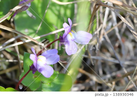 早春の道端に咲く薄紫色のツタバウンランの小さな花 138930346