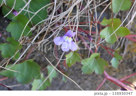早春の道端に咲く薄紫色のツタバウンランの小さな花 早春の道端に咲く薄紫色のツタバウンランの小さな花 138930347