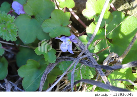 早春の道端に咲く薄紫色のツタバウンランの小さな花 早春の道端に咲く薄紫色のツタバウンランの小さな花 138930349