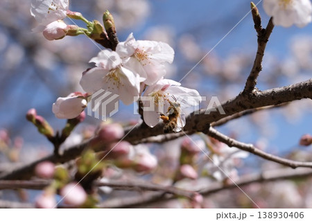 桜とハチ 桜とハチ 138930406