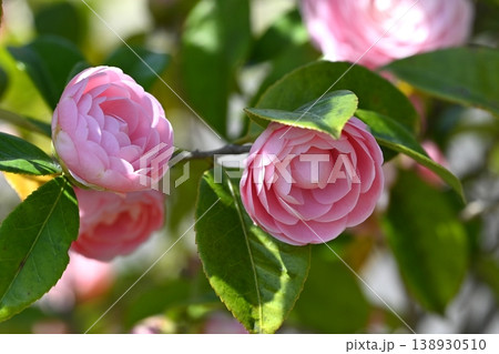 千重咲きのオトメツバキの花 138930510