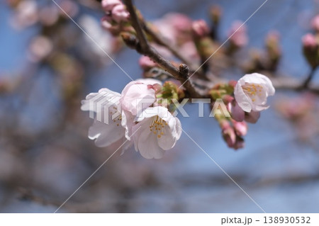 咲き始めた桜 138930532