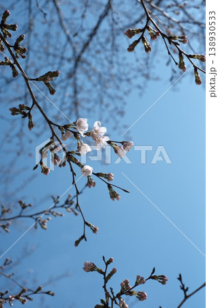 青空に映える桜 138930533