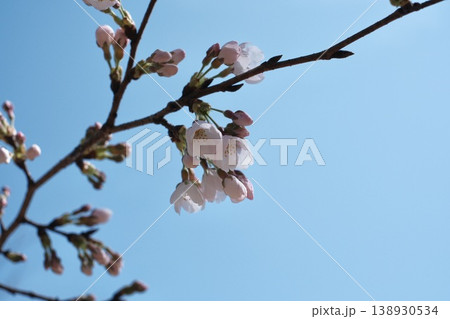 青空に映える桜 138930534