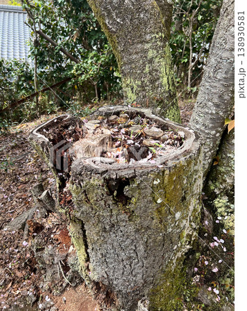 切り株に舞い落ちた桜の花びら 138930581