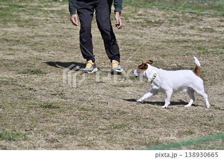 ドッグランで遊ぶ男性と愛犬 ジャックラッセルテリア ドッグランで遊ぶ男性と愛犬 ジャックラッセルテリア 138930665