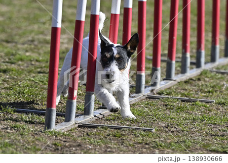 スラロームを駆け抜ける愛犬 ジャックラッセルテリア スラロームを駆け抜ける愛犬 ジャックラッセルテリア 138930666