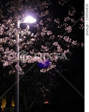 街灯と夜桜 街灯と夜桜 138930816