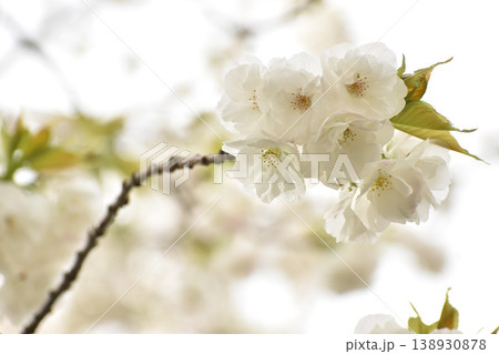 真っ白な桜の花 真っ白な桜の花 138930878