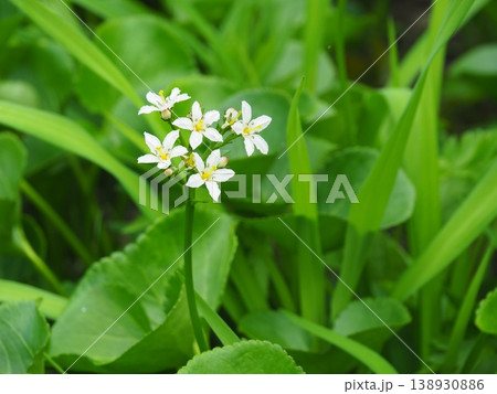 栂池自然園のイワイチョウの花 栂池自然園のイワイチョウの花 138930886