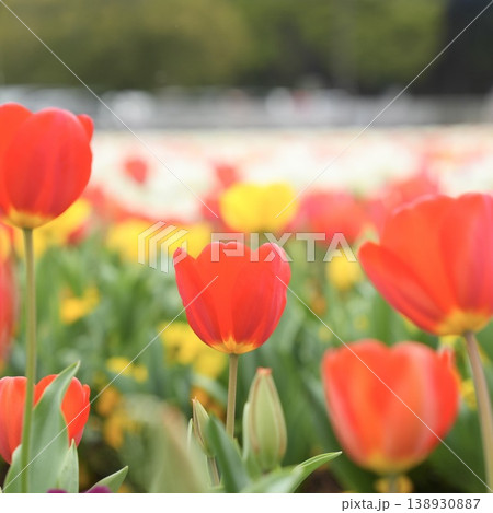 春の公園に咲く赤いチューリップ 春の公園に咲く赤いチューリップ 138930887