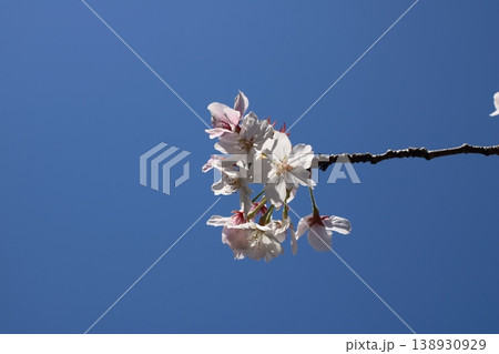 満開の桜が告げる春の訪れと輝く光の風景 138930929