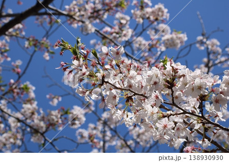 爽やかな春の青空と可憐に咲く桜の花びら 138930930
