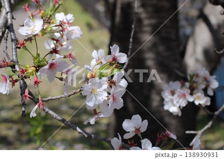 自然の生命力を感じる太い幹の桜のクローズアップ 自然の生命力を感じる太い幹の桜のクローズアップ 138930931
