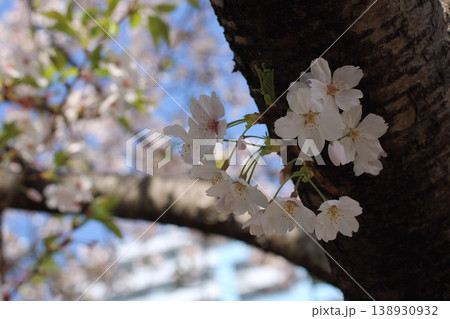 青空に映える満開の桜と力強い樹皮の質感 138930932