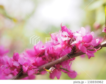 ハナズオウ 138930962