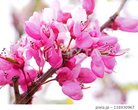 ハナズオウ 138930967