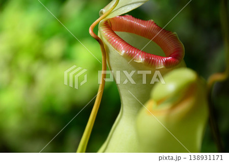 ウツボカズラ（ネペンテス） 138931171