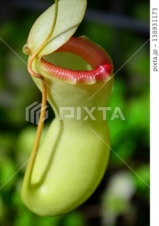 ウツボカズラ（ネペンテス） 138931173