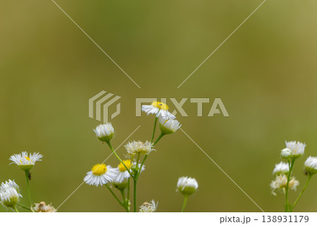 初夏の光を浴びて咲く可憐なハルジオン 138931179