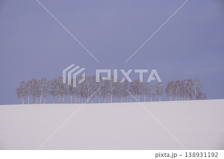 北海道美瑛の白樺並木と雪原　冬の幻想的な風景（現在伐採・貴重な記録） 138931192