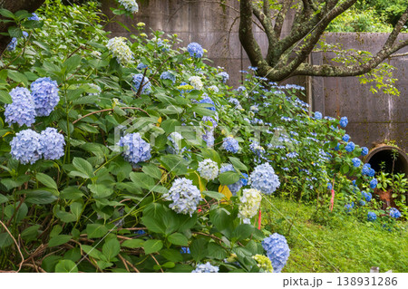 風景に咲き誇る青と白の紫陽花 風景に咲き誇る青と白の紫陽花 138931286