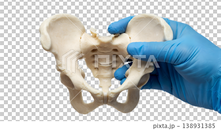 Hand holding a human pelvic bones isolated on a transparent background, representing anatomy, orthopedics, and skeletal study Hand holding a human pelvic bones isolated on a transparent background, representing anatomy, orthopedics, and skeletal study 138931385