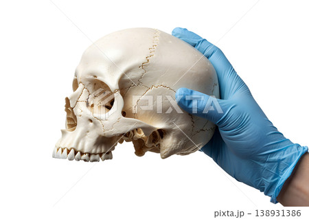 Hand holding a human skull (cranium and mandible) isolated on a transparent background, representing anatomy, mortality studies, and gothic medical themes 138931386