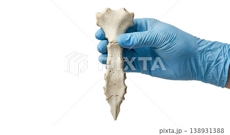 Hand holding a human sternum (breastbone) specimen, isolated on transparent background, representing chest anatomy and rib cage attachment point 138931388