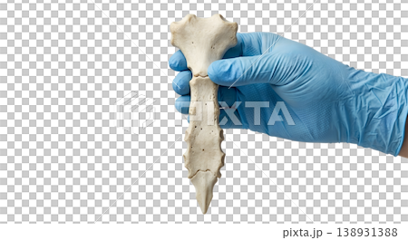 Hand holding a human sternum (breastbone) specimen, isolated on transparent background, representing chest anatomy and rib cage attachment point 138931388