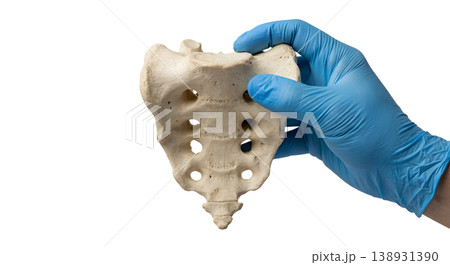 Hand holding a human sacrum bone (triangular bone at base of spine), isolated on transparent background, representing pelvic anatomy and spinal fusion 138931390