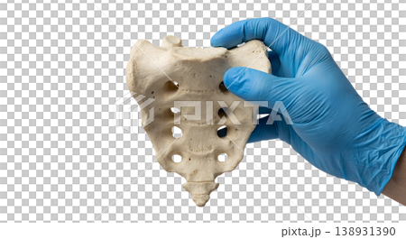 Hand holding a human sacrum bone (triangular bone at base of spine), isolated on transparent background, representing pelvic anatomy and spinal fusion Hand holding a human sacrum bone (triangular bone at base of spine), isolated on transparent background, representing pelvic anatomy and spinal fusion 138931390