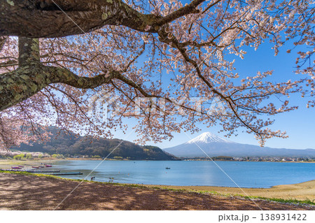 河口湖　桜　富士山　 138931422