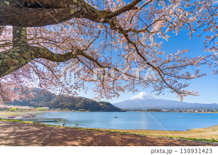 河口湖 桜 富士山 河口湖 桜 富士山 138931423