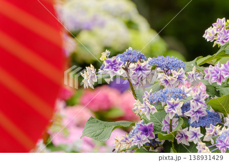 和傘と八重咲きの華やかな紫陽花 和傘と八重咲きの華やかな紫陽花 138931429