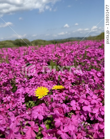 ピンクの芝桜の中に咲くタンポポのアクセント ピンクの芝桜の中に咲くタンポポのアクセント 138931477