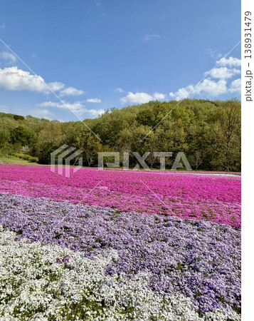 三色の芝桜が描く花のパッチワークと新緑の丘 三色の芝桜が描く花のパッチワークと新緑の丘 138931479
