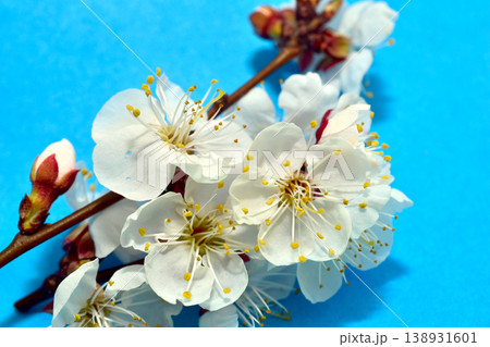 Flowering branch of apricot tree. 138931601