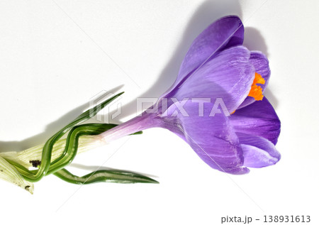 Crocus or Saffron is a perennial bulbous plant. 138931613