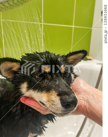 A wet Shiba Inu dog is gently bathed in a bathroom with a bright green tiled wall. A wet Shiba Inu dog is gently bathed in a bathroom with a bright green tiled wall. 138931668