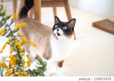 ミモザと見つめる猫　【シャムミックス】 138931878