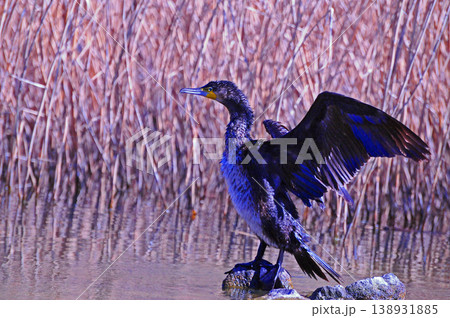 翼を広げるカワウ 翼を広げるカワウ 138931885