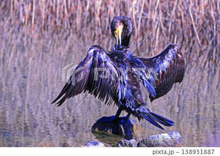 翼を広げるカワウ 翼を広げるカワウ 138931887